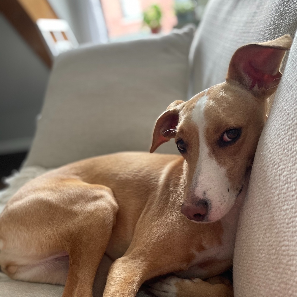 Meet your Posher, Elena